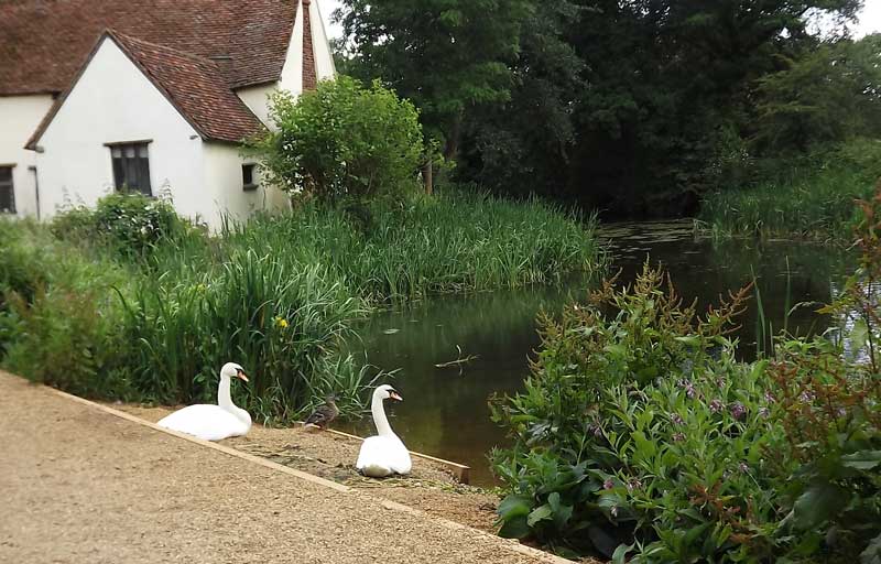 Pair of swans by Willy Lot's Cottage. 
